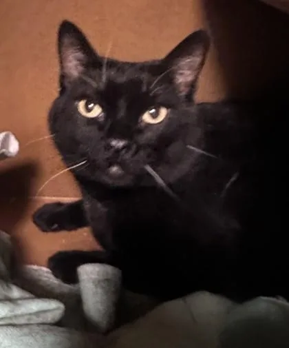 An adult small-sized female Domestic Short Hair cat named Mali for adoption in Phoenix, AZ