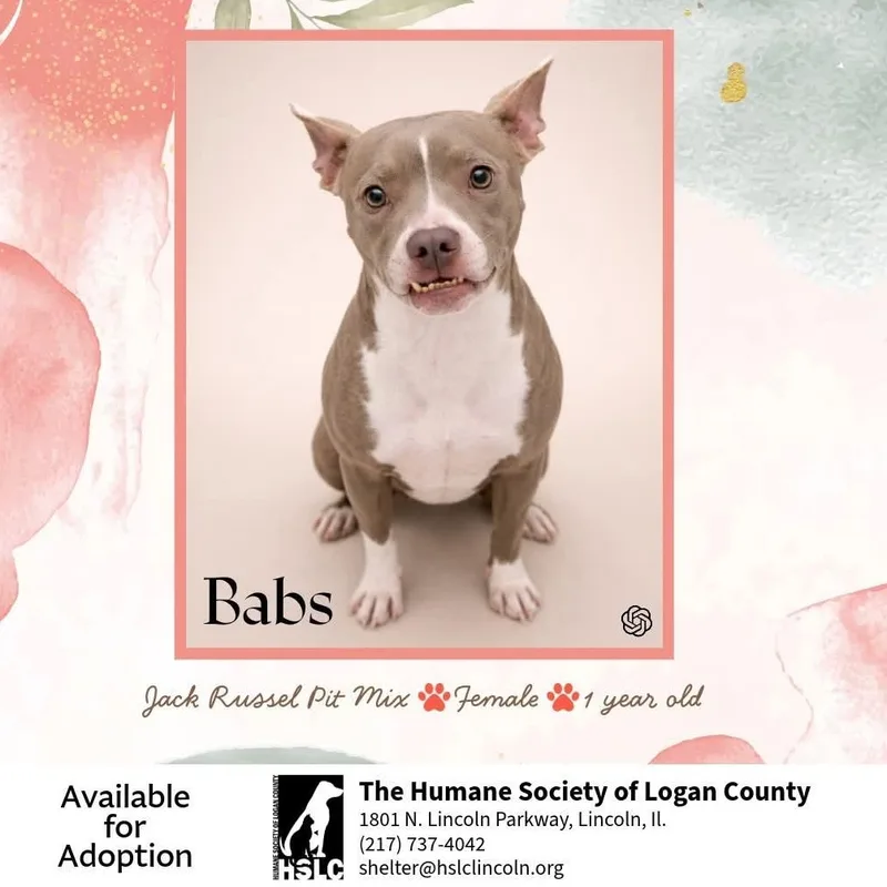 An adult small-sized female Yellow / Tan / Blond / Fawn Rat Terrier dog named Babs for adoption in Lincoln, IL