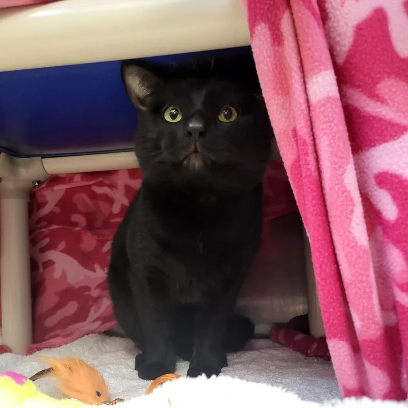 An adult large-sized male Domestic Short Hair cat named Raven for adoption in Fort Wayne, IN