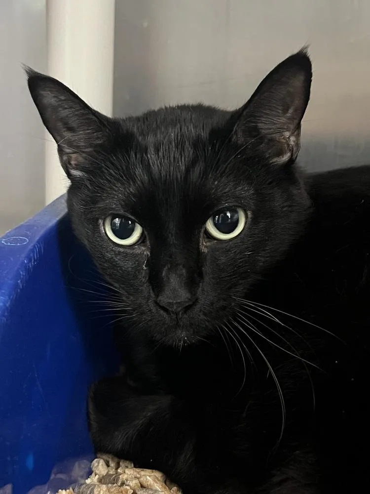 A senior large-sized female Black Domestic Short Hair cat named Mosen for adoption in Oakdale, CA