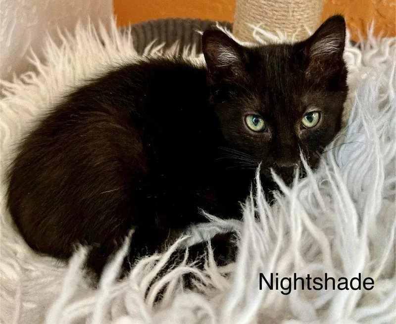 Nightshade thumbnail 2
