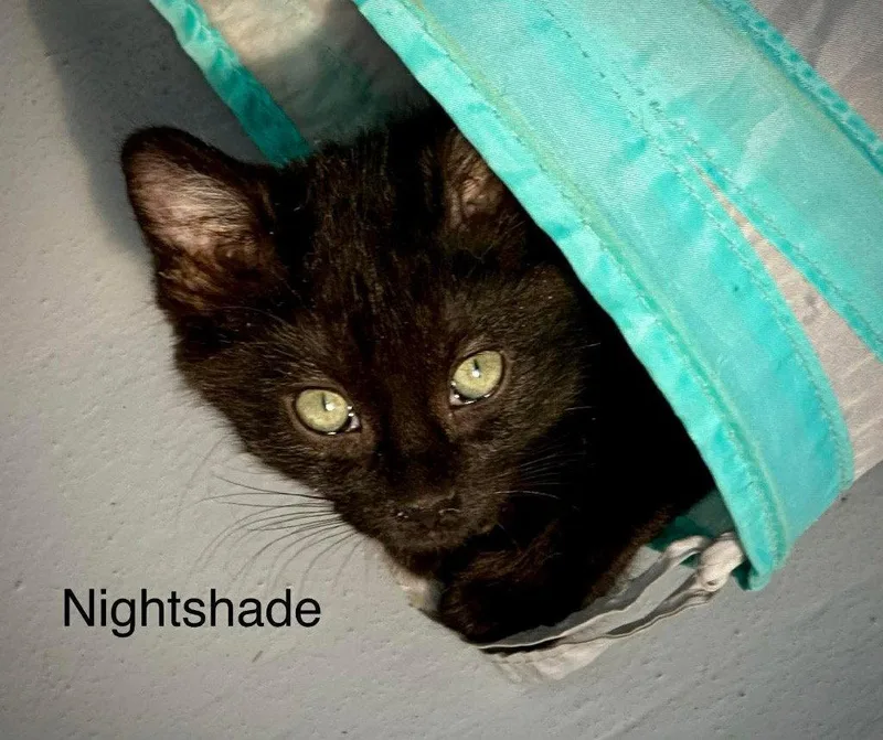 Nightshade thumbnail 3