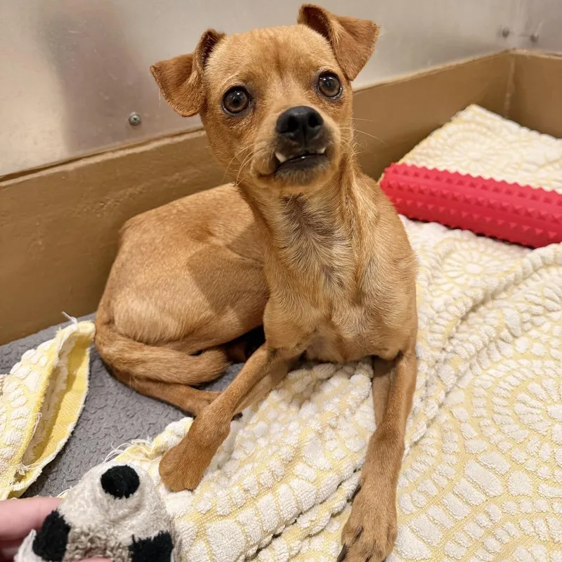 An adult small-sized male Brown / Chocolate Chihuahua dog named Rupert for adoption in Agoura Hills, CA