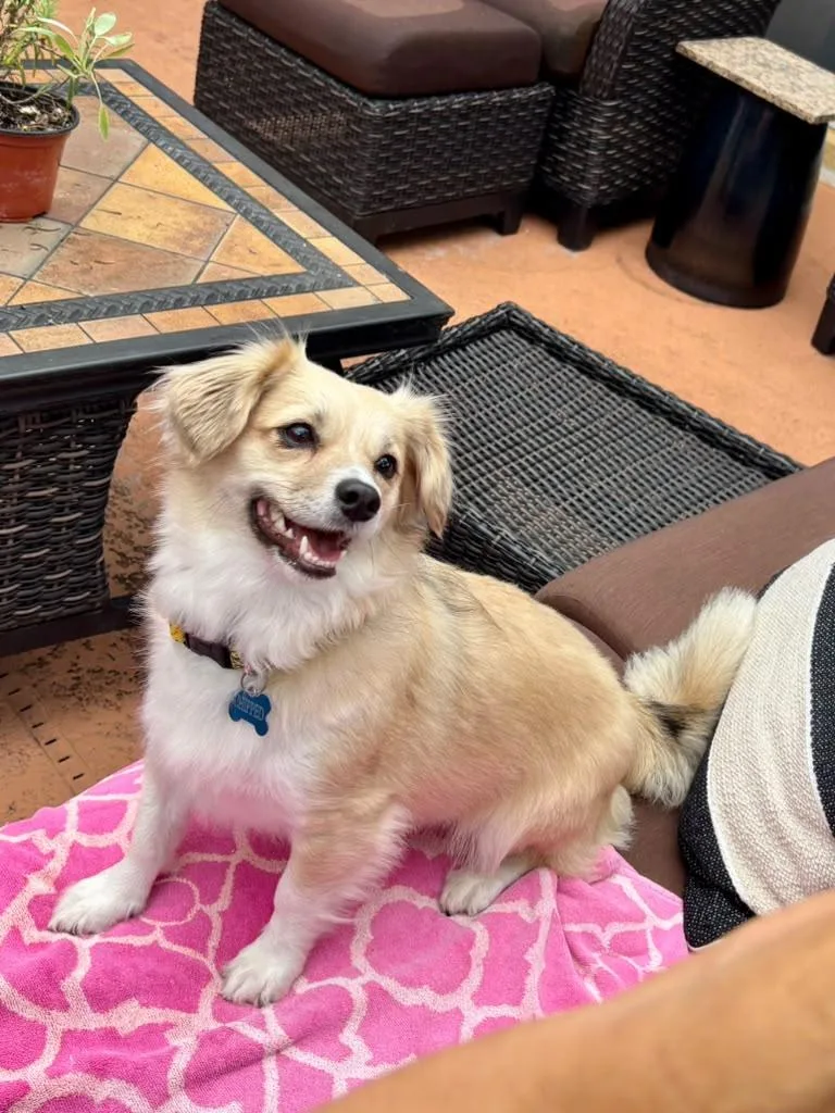 An adult small-sized female Corgi dog named Sushi for adoption in New York, NY