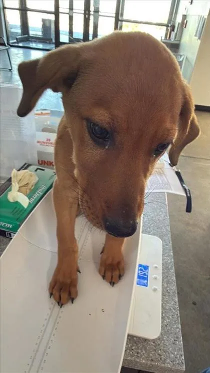 A baby medium-sized female Mixed Breed dog named Fiona for adoption in West Chester, PA