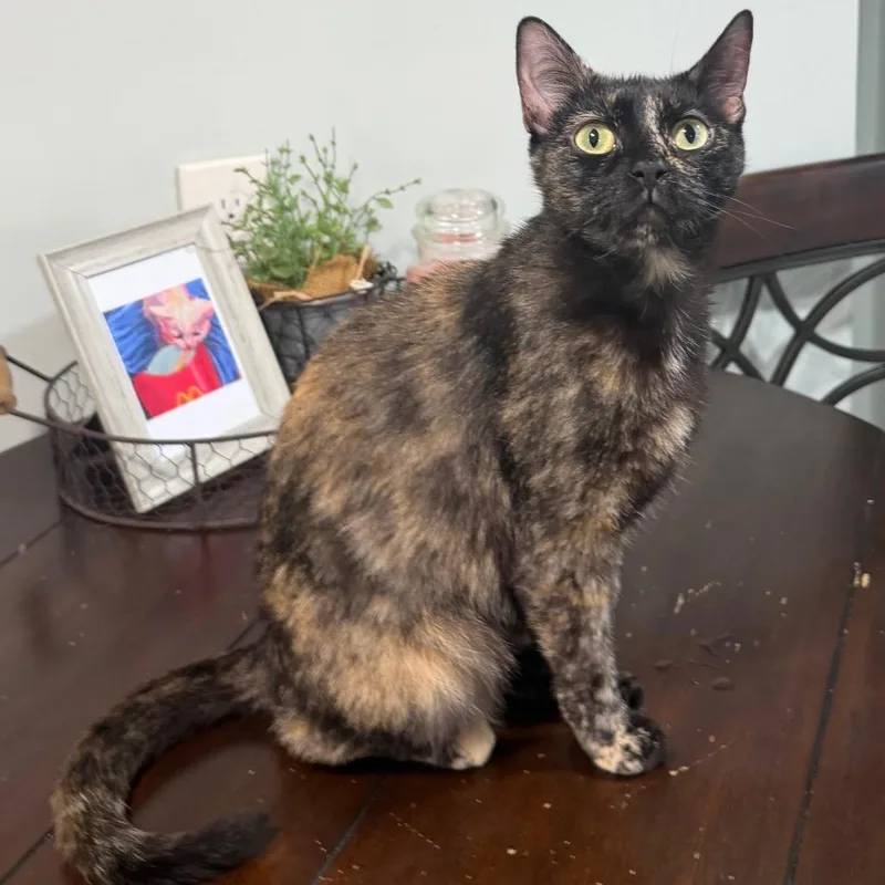An adult medium-sized female Tortoiseshell Domestic Short Hair cat named Patricia Prune for adoption in Wilmington, DE