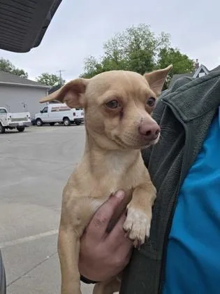 An adult small-sized male Chihuahua dog named Ciabatta for adoption in Beatrice, NE
