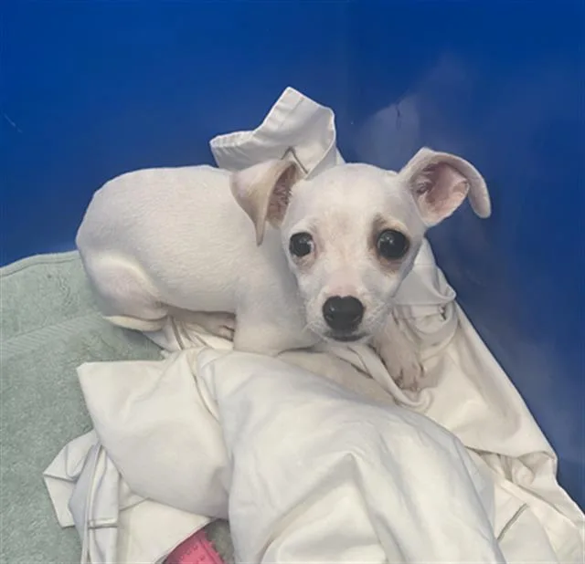 A baby medium-sized female Mixed Breed dog named Sugar for adoption in Dallas, TX