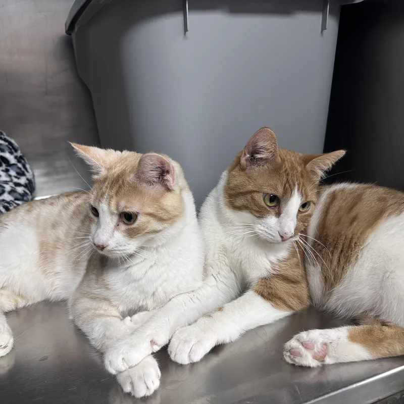 A young medium-sized male Orange & White Domestic Short Hair cat named Kevin And Tommy for adoption in Blaine, MN