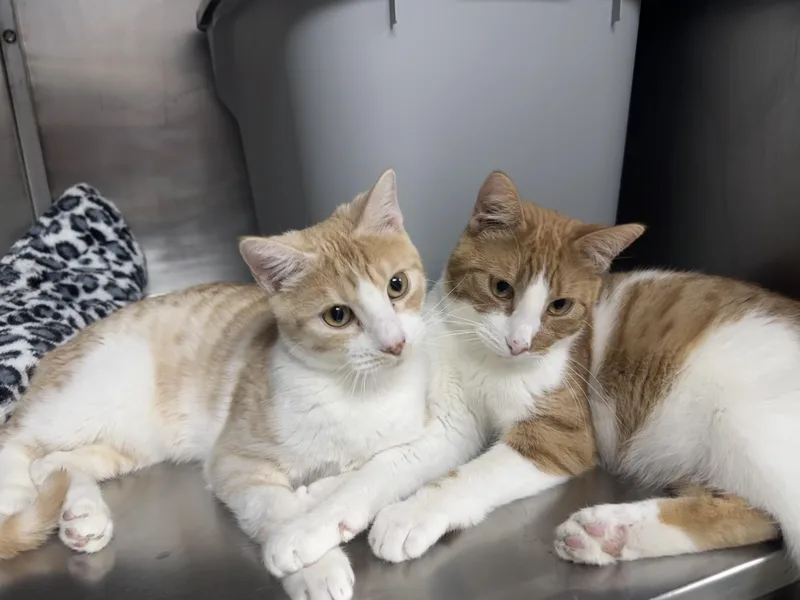 Kevin And Tommy thumbnail 2