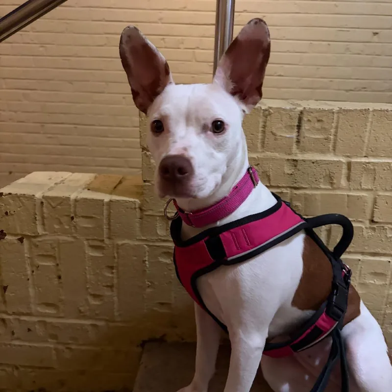 A young medium-sized female Terrier dog named Jojo for adoption in Rockville, MD