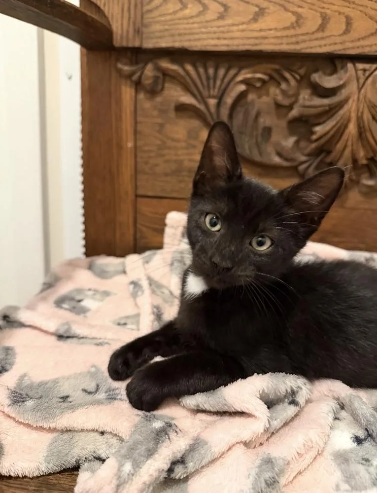 A baby small-sized male Black Domestic Short Hair cat named Candler for adoption in Marietta, GA