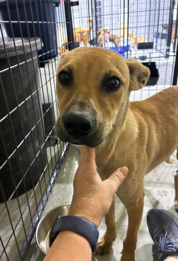A young medium-sized female Mixed Breed dog named Ruth for adoption in Ruston, LA