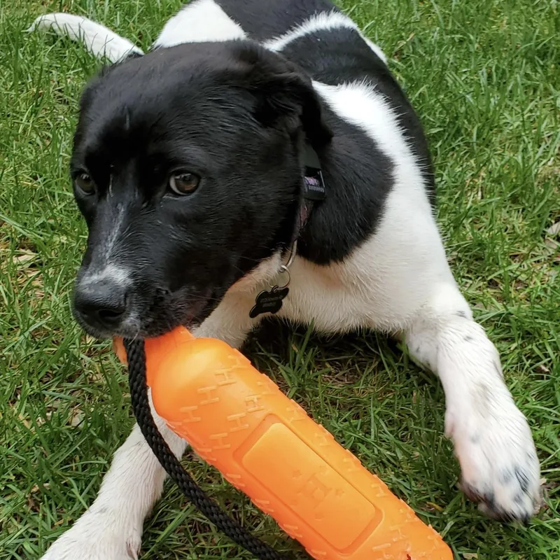 A baby medium-sized female White / Cream Labrador Retriever dog named Missy for adoption in Prior Lake, MN