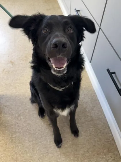 An adult large-sized male Curly-Coated Retriever dog named Connor for adoption in St. Anne, IL