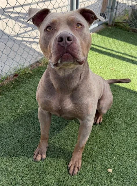 An adult large-sized male Mixed Breed dog named Levi for adoption in Columbia, SC