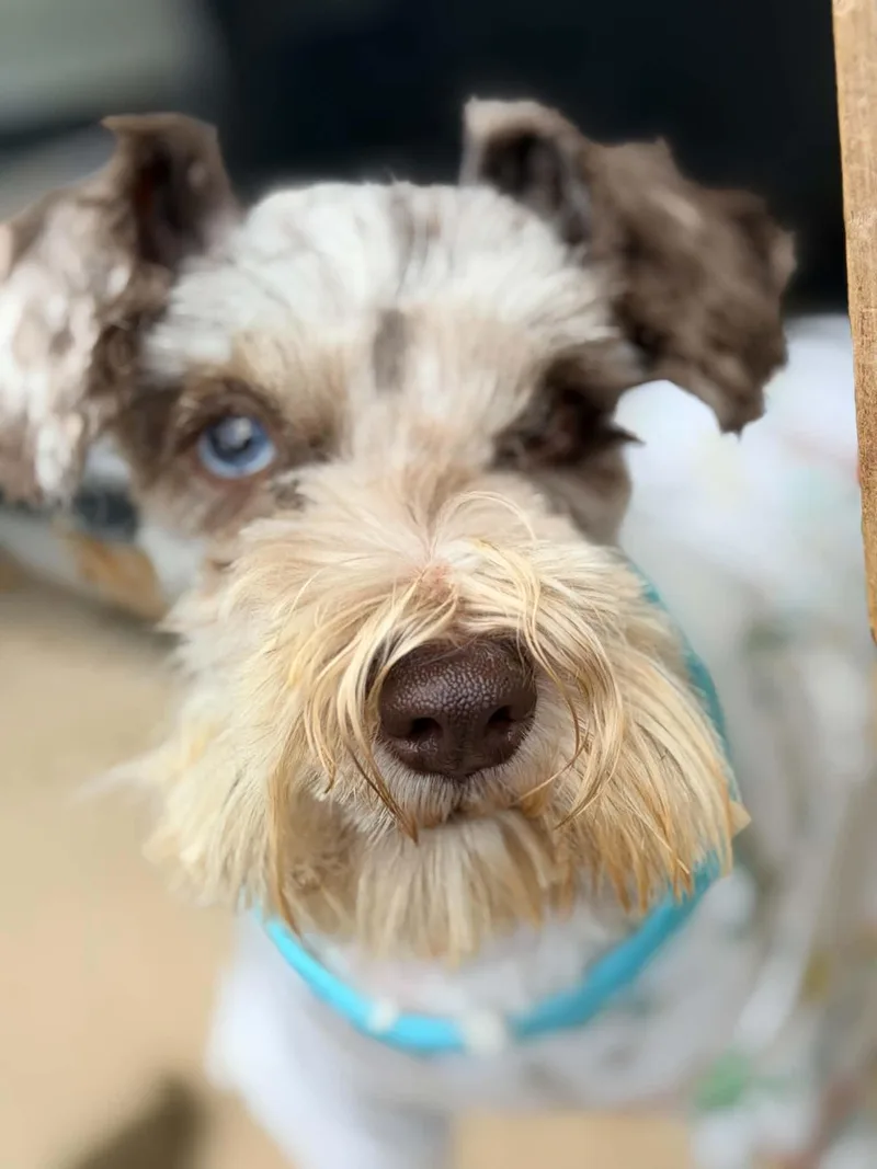 An adult small-sized female Gray / Blue / Silver Miniature Schnauzer dog named Lilly Rose SC for adoption in Austin, TX