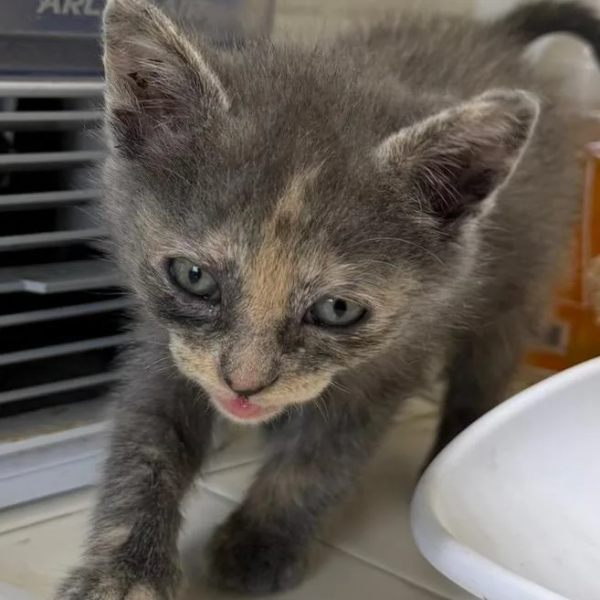A baby small-sized female Tortoiseshell Domestic Short Hair cat named Lily love braids for adoption in Klamath Falls, OR