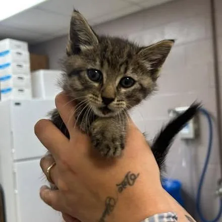 A baby small-sized male Brown / Chocolate Domestic Short Hair cat named Mowgli for adoption in Emporia, KS
