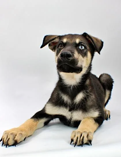 A baby large-sized male Siberian Husky dog named Moose for adoption in Morton Grove, IL