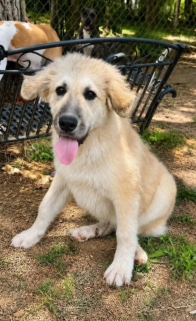 A baby extra large-sized male Great Pyrenees dog named Pancake for adoption in Princeton, MA
