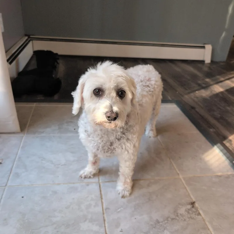 A senior small-sized female Bichon Frise dog named Khaleesi for adoption in Springboro, OH