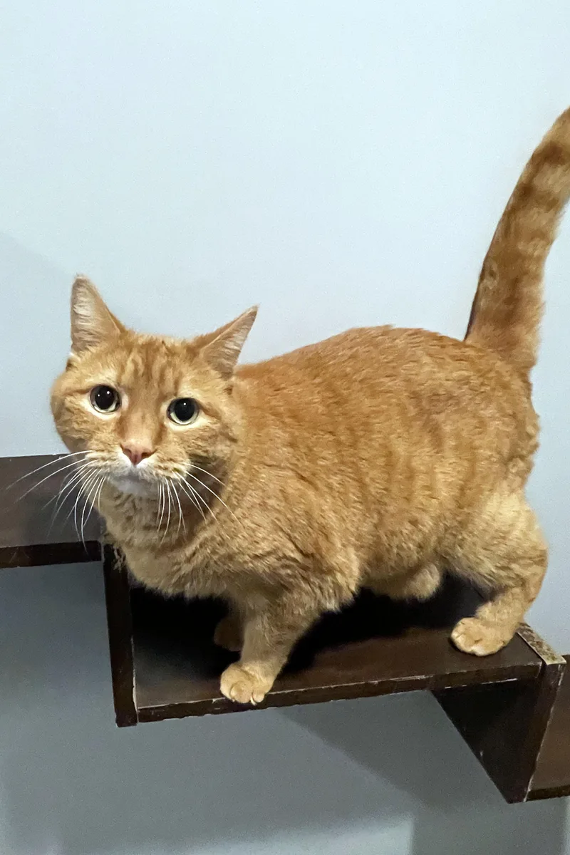 An adult large-sized male Domestic Short Hair cat named Chester for adoption in Lincoln, NE