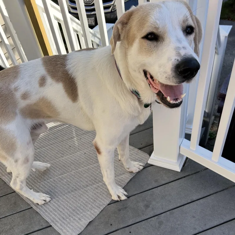 A young large-sized male White / Cream Anatolian Shepherd dog named Jasper for adoption in Huntington, NY