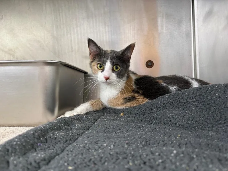 A young medium-sized female Domestic Short Hair cat named Charlotte for adoption in Murray, KY