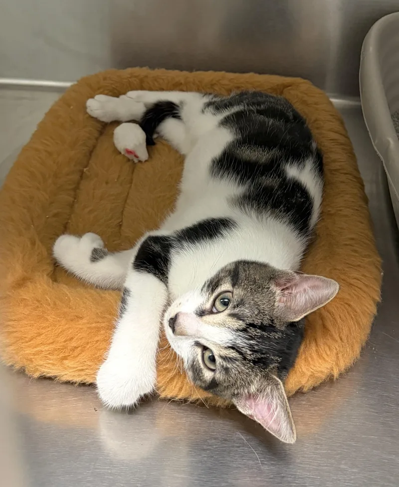 A baby medium-sized female Tabby (Brown / Chocolate) Domestic Short Hair cat named Happy for adoption in Wantagh, NY
