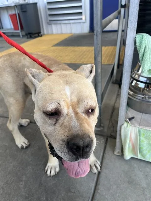 An adult large-sized female Cane Corso dog named Franny for adoption in Bakersfield, CA