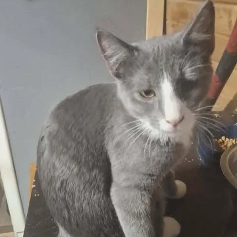 A young small-sized male Gray / Blue / Silver Domestic Short Hair cat named Cosmo for adoption in LYLE, MN