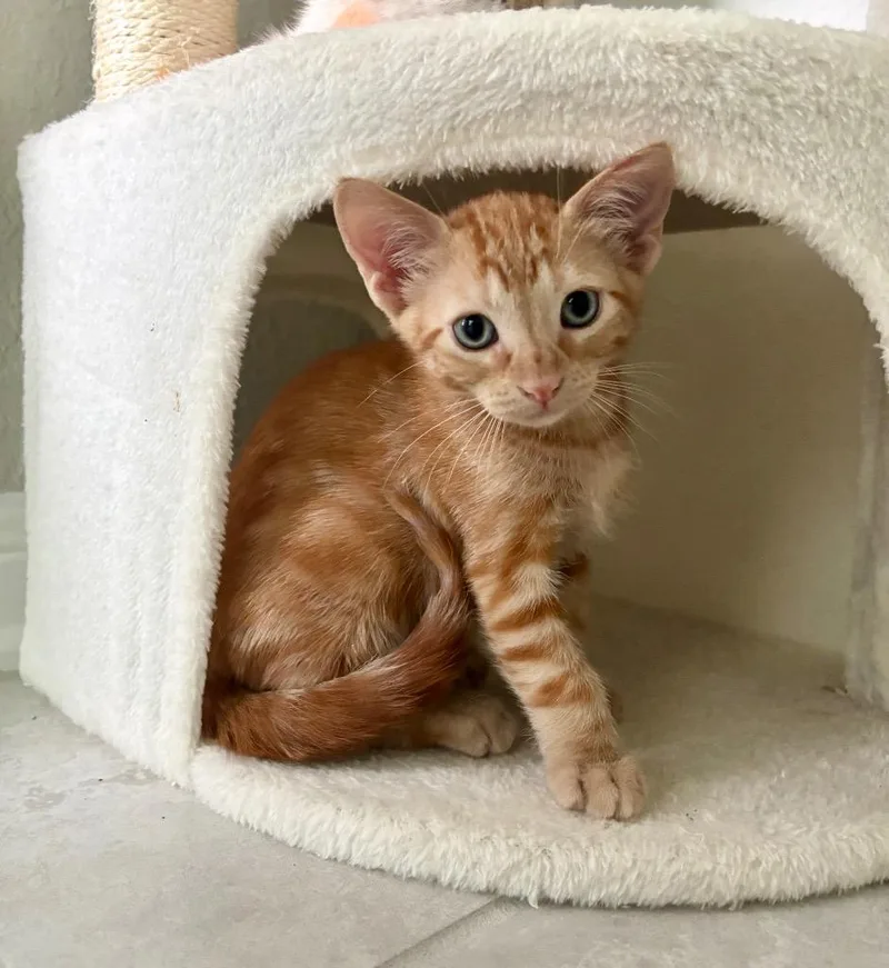 A baby medium-sized male Domestic Short Hair cat named Arlo for adoption in San Antonio, TX