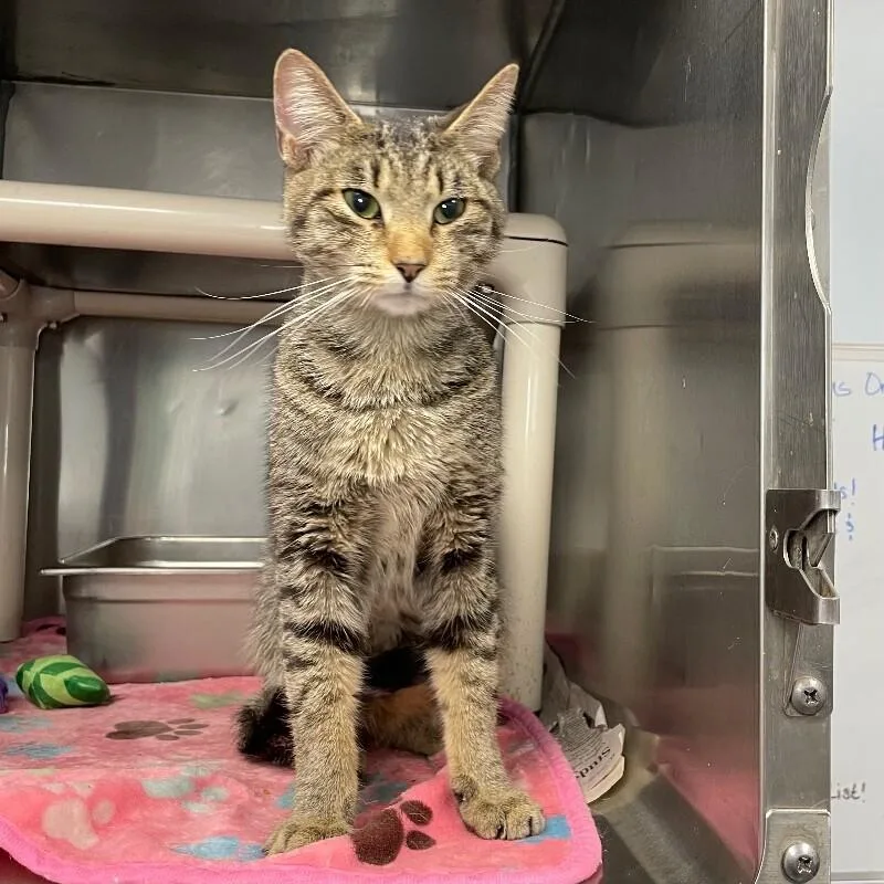 An adult medium-sized male Domestic Short Hair cat named Ozzy for adoption in Roanoke, VA