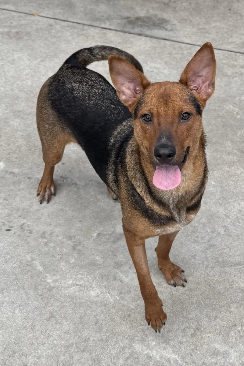 A baby small-sized female Brown / Chocolate Mixed Breed dog named Rita for adoption in Hamden, CT