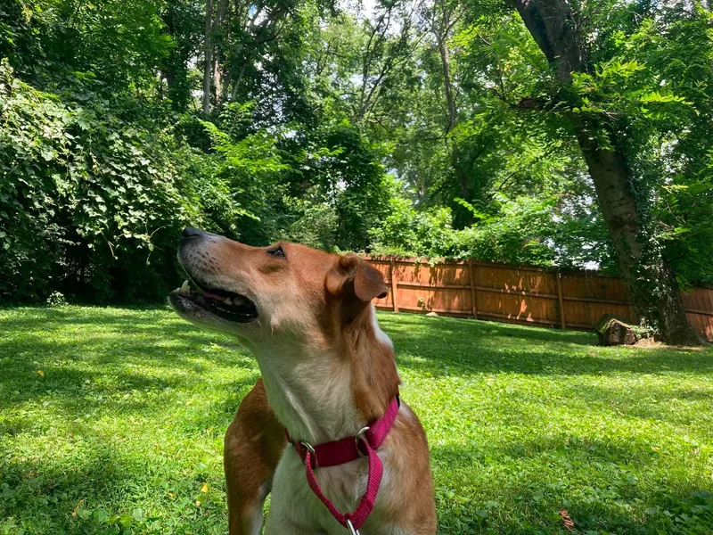 An adult medium-sized female Foxhound dog named Possum for adoption in Palos Heights, IL