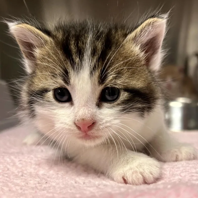 A baby small-sized male White Domestic Short Hair cat named Sheldon for adoption in St Joseph, MO