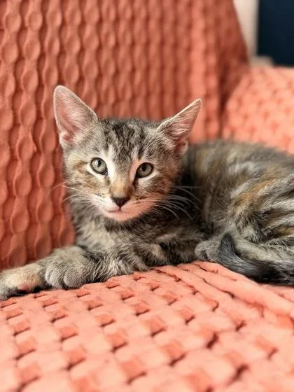 A young medium-sized female Tabby (Brown / Chocolate) Domestic Short Hair cat named Val for adoption in Edmond, OK