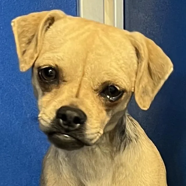 A young small-sized female Yellow / Tan / Blond / Fawn Mixed Breed dog named Opal for adoption in Las Cruces, NM