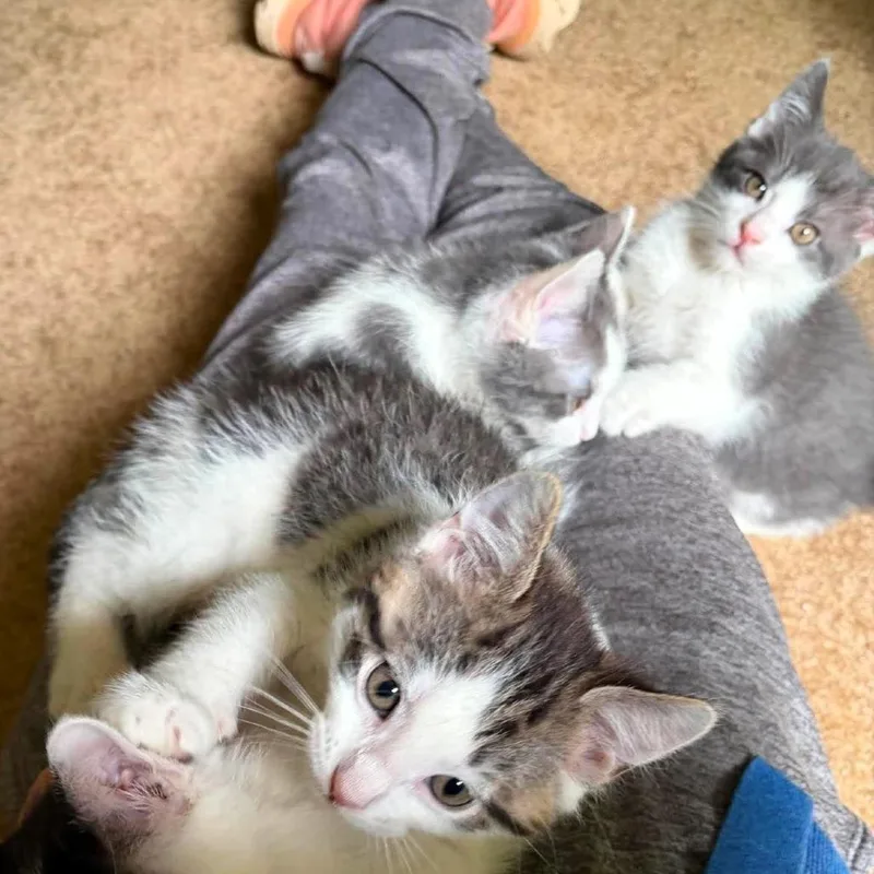 A baby small-sized male White Domestic Short Hair cat named Kenmore for adoption in Shawnee, KS