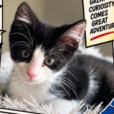 A baby small-sized male Black Domestic Short Hair cat named Peter Parker for adoption in Orangevale, CA