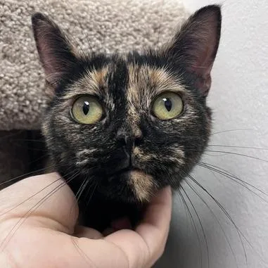 An adult medium-sized female Tortoiseshell Domestic Short Hair cat named Josie for adoption in Falls Church, VA