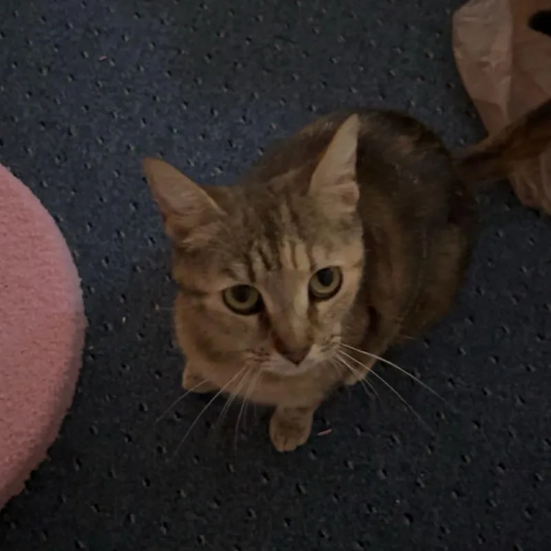 A senior medium-sized female Domestic Short Hair cat named Shrimp Scampi for adoption in Cumming, GA
