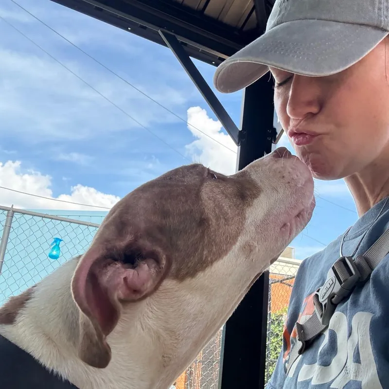 An adult medium-sized female Golden Pit Bull Terrier dog named Tanka for adoption in Philadelphia, PA