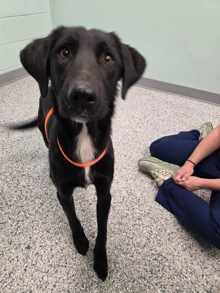 A baby medium-sized male Terrier dog named Franky for adoption in Athens, TN