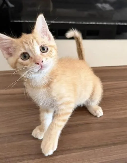 A baby medium-sized male Tabby (Orange / Red) Domestic Short Hair cat named Yoshi for adoption in Breinigsville, PA