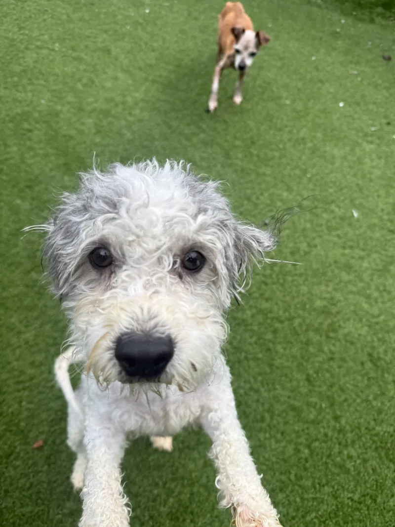 A young small-sized male Miniature Poodle dog named Snoopy for adoption in Groton, CT