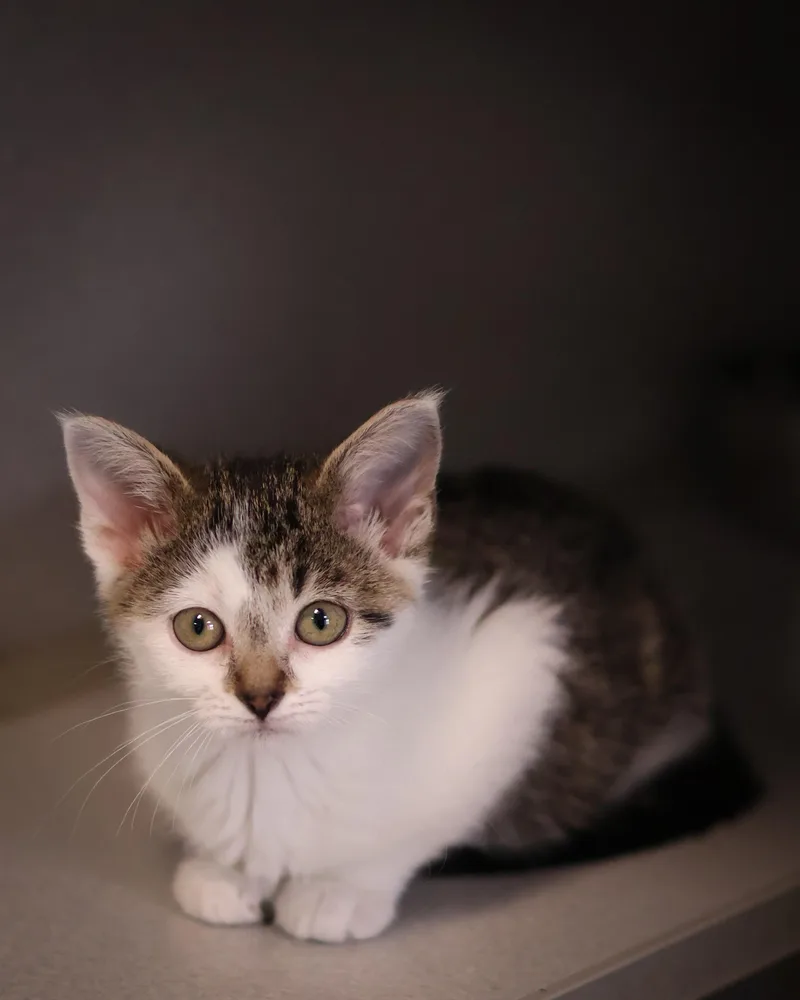 A baby medium-sized female Domestic Short Hair cat named Linda for adoption in St. Ignace, MI