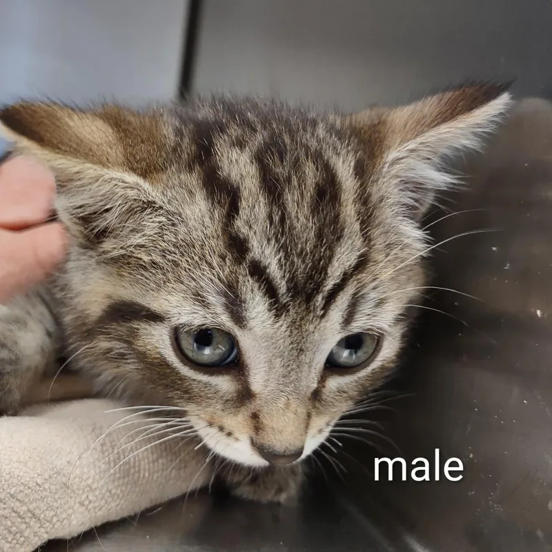 A baby small-sized male Brown / Chocolate Domestic Short Hair cat named Woodchip for adoption in Upland, CA