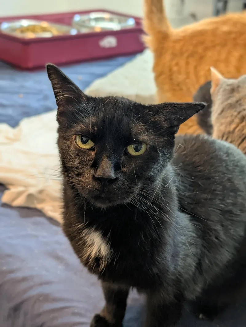 A senior medium-sized male Black Domestic Short Hair cat named Madison for adoption in Tilton, IL